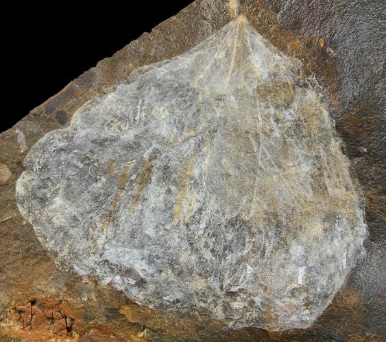 Paleocene Fossil Leaf (Cocculus) - North Dakota #95514